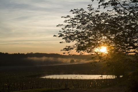 Bye Bye Bordeaux 2010 week. The view from my hotel at Château Pey La Tour in Entre-Deux-Mers. Tough Life